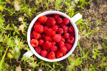 Plate with raspberries.