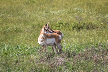 Pronghorn in Grand Teton National Park, Wyoming