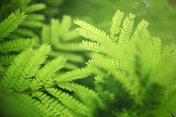 fresh foliage background.