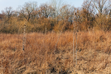dried grass  in autumn