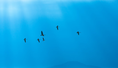 Blue sky with flying birds natural background panoramic view