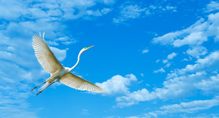 Egret with long beak and white feathers