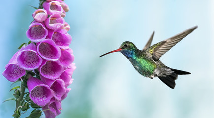 Hummingbird in the garden panoramic image