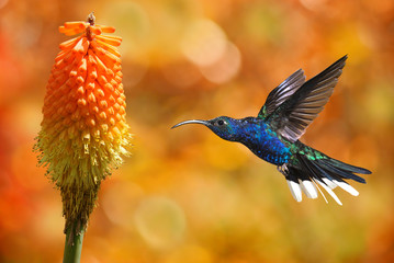 Hummingbird with tropical flower © mbolina