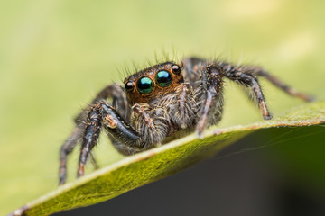 Jumping spider on green leaf