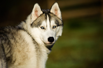 Siberian Husky portrait of dog looking back in field