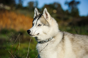 Siberian Husky portrait in field