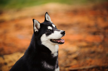 Siberian Husky portrait 
