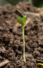 young plant