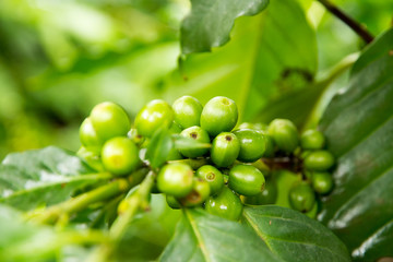 coffee  green