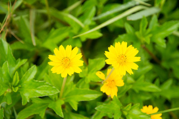 Golden-breasted flower