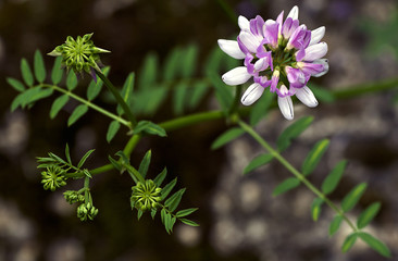 plants of meadows and fields Fabaceae Leguminosae  - blooming Coronilla varia  
