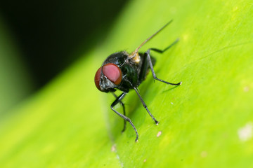 red eye fly on leaf