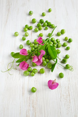 Obraz na płótnie Canvas Green peas with pink blossom