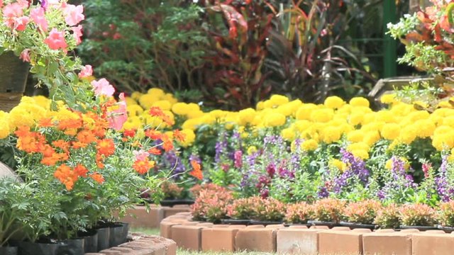 Flowers in the garden, HD vdo./ Landscaped flower garden with lots of colorful blooms on summer, HD vdo.