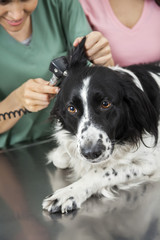 Border Collie's Ear Being Examined By Female Vet