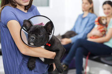 Midsection Of Girl Holding French Bulldog With Cone