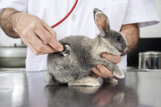 Doctor Examining Rabbit With Stethoscope In Clinic