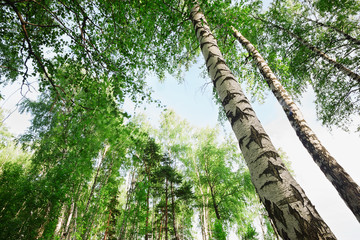 Fototapeta premium forest birch