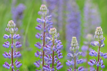 background from flower of the lupine - blurred background