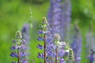 Obraz premium Lupin flower and blurred background
