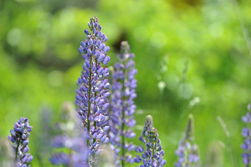 Obraz premium Lupin flower and blurred background