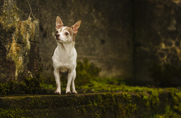 Naklejka na ściany i meble Chihuahua standing on mossy wall 