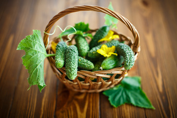 fresh organic cucumbers