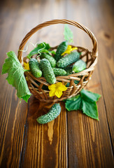 fresh organic cucumbers