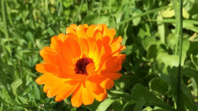 Ringelblume, Calendula offic., Heilpflanze, Nahaufnahme der Bl&uuml;te