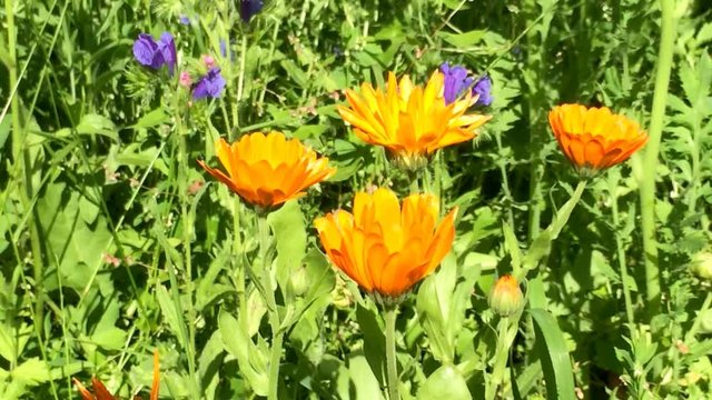 Ringelblume, Calendula offic., Heilpflanze, Nahaufnahme der Bl&uuml;te