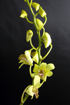 Greenish waxy Orchid Flowe