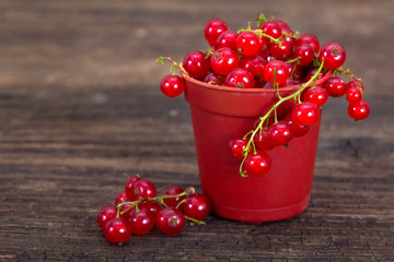 Red berries. Fresh ripe red currant berries. 