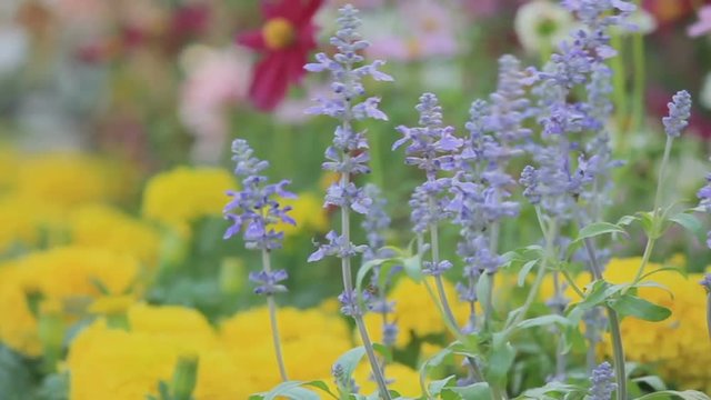 Flowers in the garden, HD vdo./ Landscaped flower garden with lots of colorful blooms on summer, HD vdo.