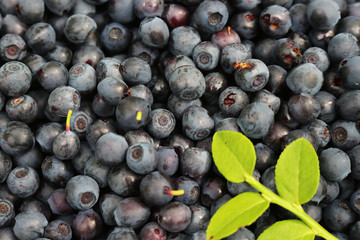 hands collected fresh bilberryes
