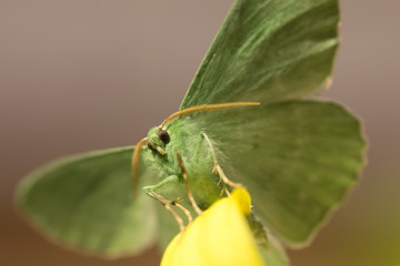 Large emerald Moth in big detail, Geometra Papilionaria