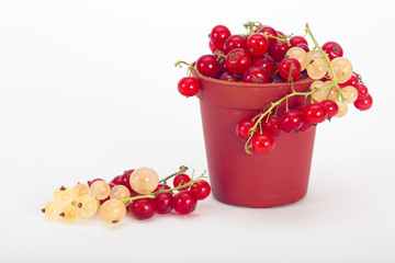 Red and white currant in small bucket, white background