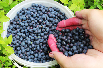 hands collected fresh bilberryes