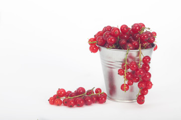 Red berries in tin bucket. Fresh ripe red currant berries on white background