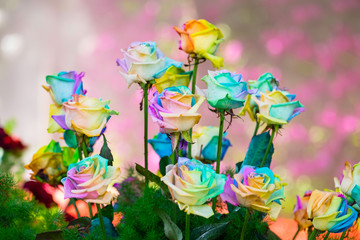 Rainbow rose