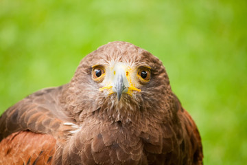 Adler Kopf
