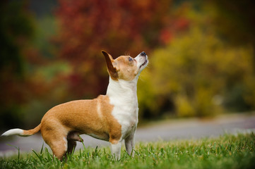 Chihuahua standing on grass lawn at park