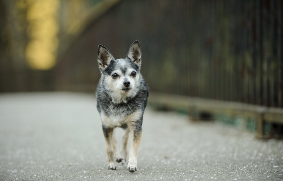 Chihuahua walking across bridge