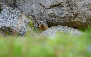 Cute alpin Marmot sitting under a stone, europe, swiss