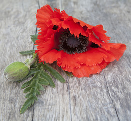 coquelicot et bouton de fleurs rouge