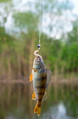 caught perch on silicon bait in the river in summer