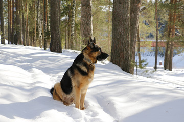 German shepherd dog on snow in winter day