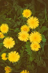 blooming dandelions, retro filter