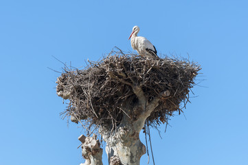 Adult of White stork, Ciconia ciconia on the nest. Photo taken in Pola de Gordon, Leon Province, Spain