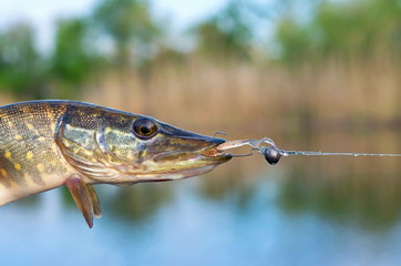 pike caught on silicon bait in the river